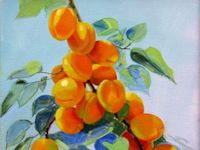 Apricots Peaches Pears