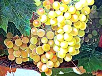 Grapes
